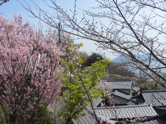 shi-03901