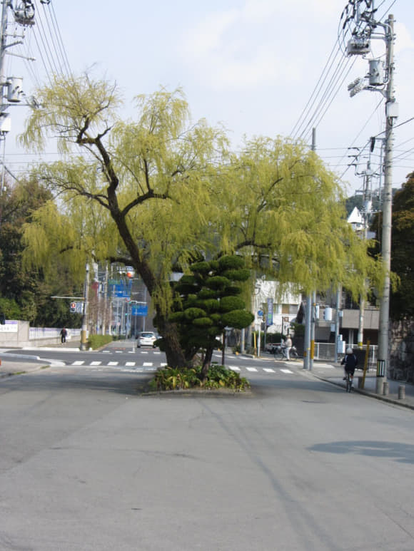 shi-06598