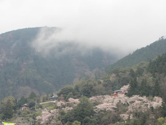 shi-08308
